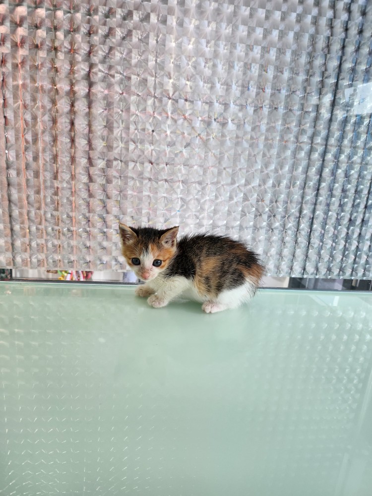 신공항동물병원_428349202300370